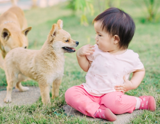 9 Manfaat Memelihara Anjing bagi Kesehatan Anak