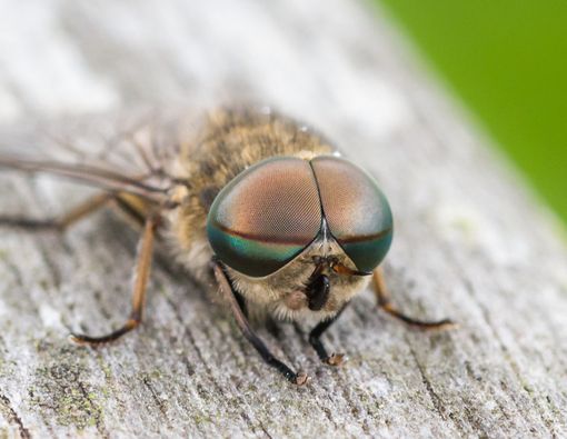 Inggris Hadapi Serangan Horse Fly atau Lalat Pikat Pengisap Darah!