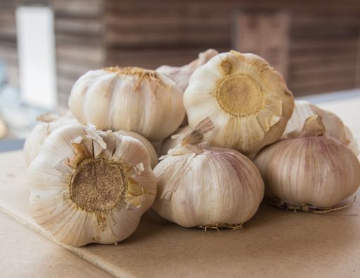 Efektifkah Bawang Putih untuk Antibiotik?