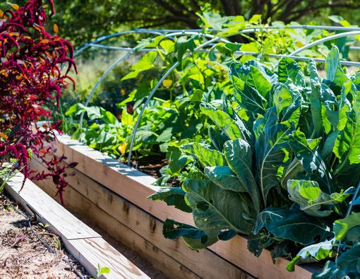 Alasan Bahan Makanan yang Ditanam Sendiri Lebih Sehat
