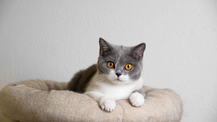 Rutin Membersihkan Tempat Tidur Kucing
