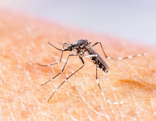 Perkenalkan: Wolbachia, Harapan Baru untuk Memberantas Dengue