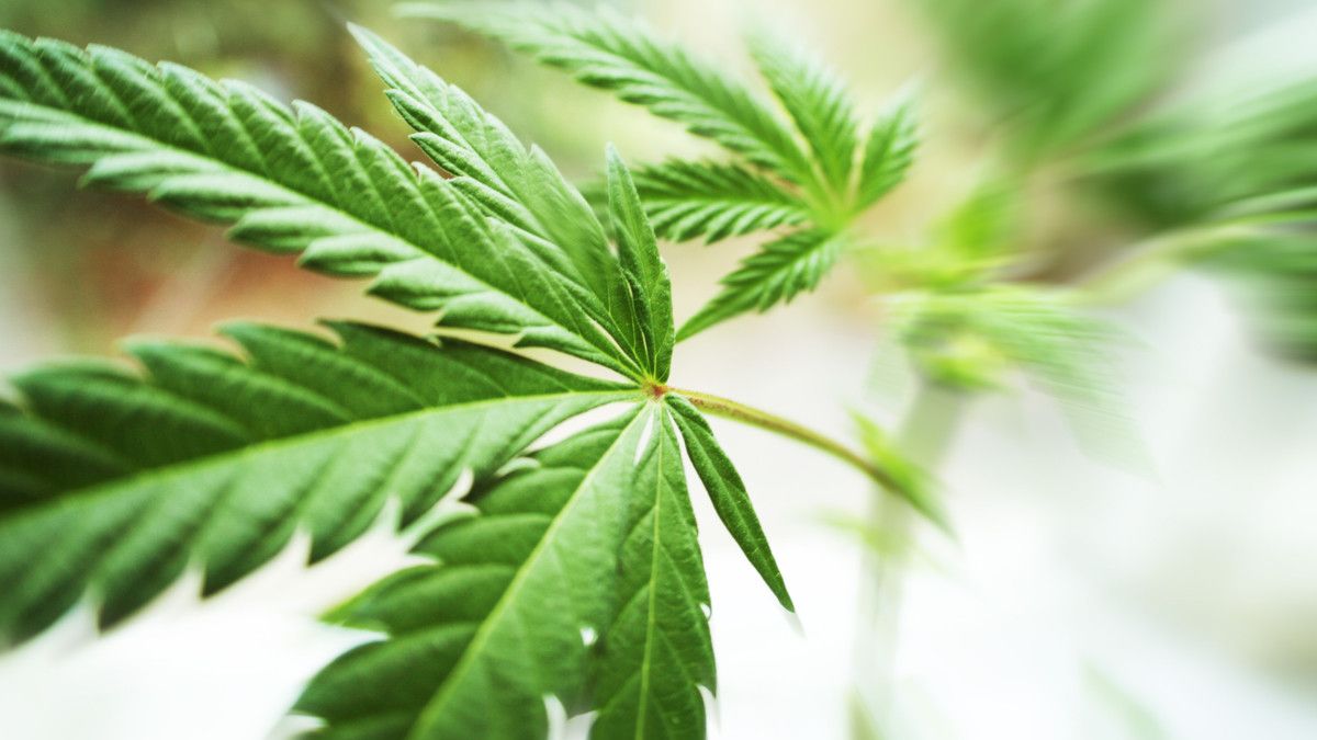 Kontroversi di Balik Ganja: Manfaat vs Dampak Buruknya