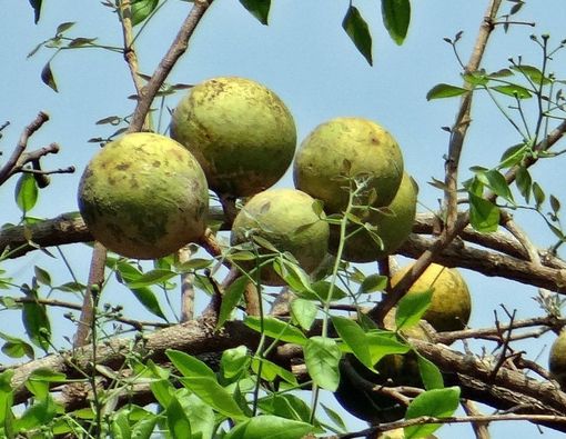Manfaat Buah Kawista untuk Kesehatan