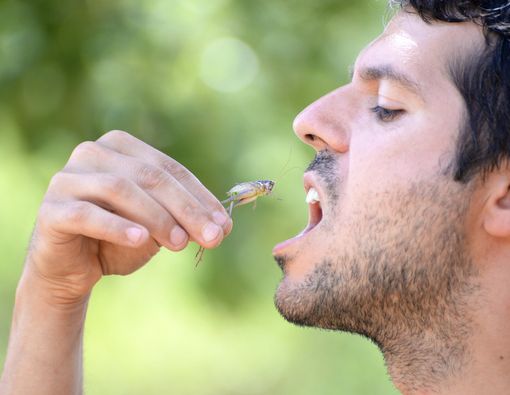Benarkah Serangga Cocok Jadi Sumber Protein?