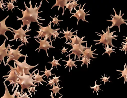 Makanan yang Bisa Tingkatkan Trombosit