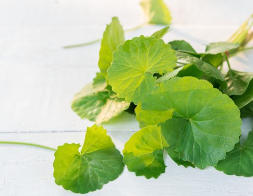 Manfaat Centella asiatica (Daun Pegagan) bagi Kesehatan Kulit