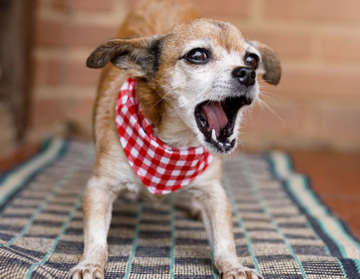 Anjing Tak Berhenti Menggonggong? Ini Sebabnya