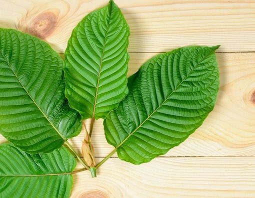 6 Manfaat Istimewa Daun Kratom bagi Kesehatan