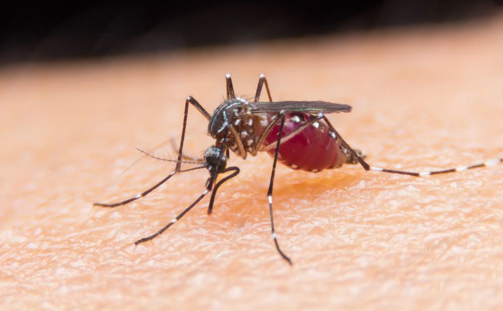 Waspada, Kasus Malaria Meningkat di Lebih dari 13 Negara