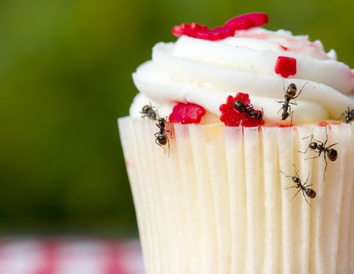 Makanan Dikerubungi Semut, Masih Boleh Dimakan?