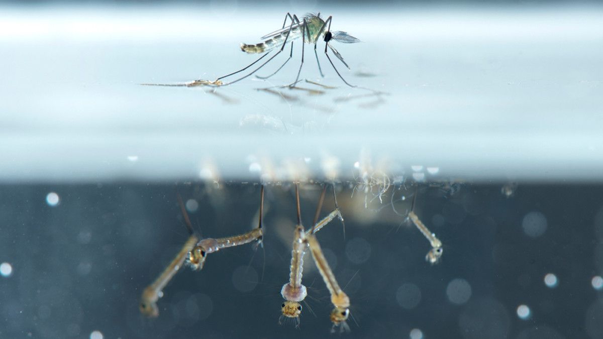 Ilustrasi Jentik Nyamuk