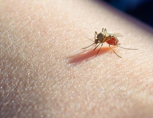 Waspada Penyakit Malaria Jika Muncul 3 Gejala Ini