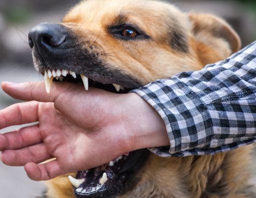 Mitos dan Fakta Rabies yang Perlu Kamu Tahu