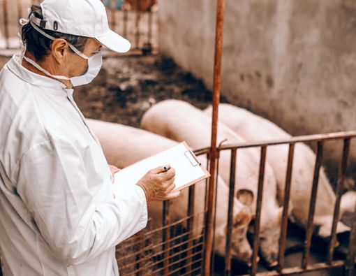 Mengenal H1N2, Tipe Flu Babi yang Langka