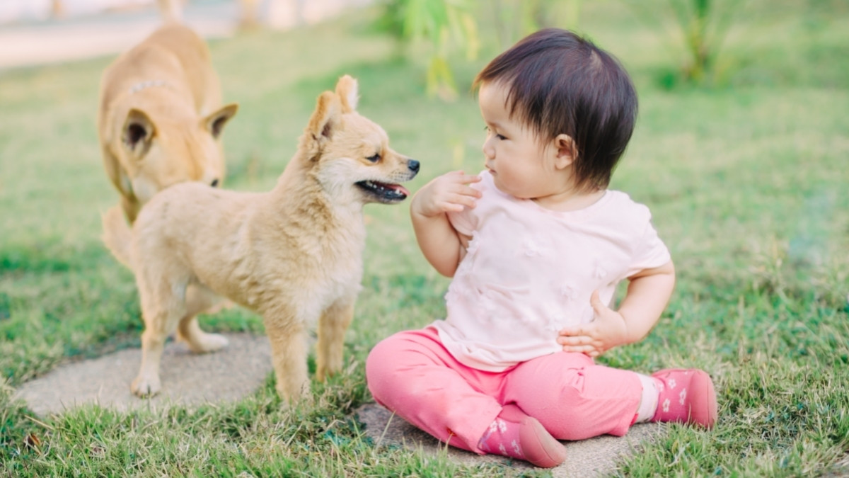 9 Manfaat Memelihara Anjing bagi Kesehatan Anak