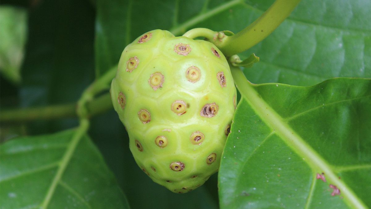 Ibu Hamil Sebaiknya Hindari Makan Mengkudu, Ini Alasannya