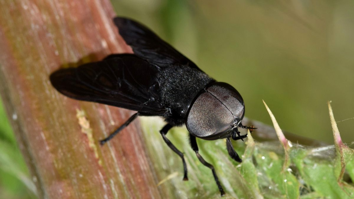 inggris-hadapi-serangan-horse-fly-atau-lalat-pikat-pengisap-darah