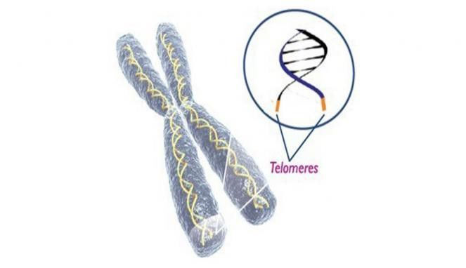 Menikah Memiliki Manfaat Untuk Kesehatan di Hari Tua