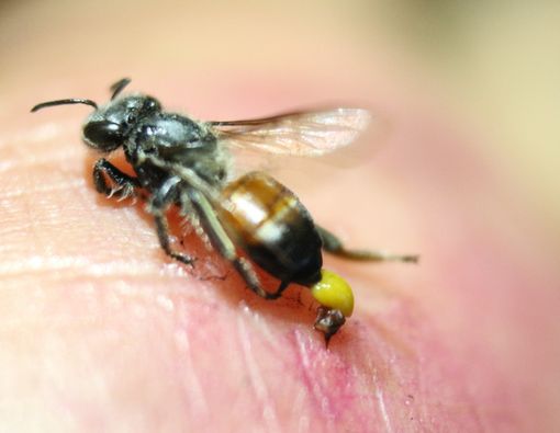 Jangan Sepelekan Gigitan Serangga Ini