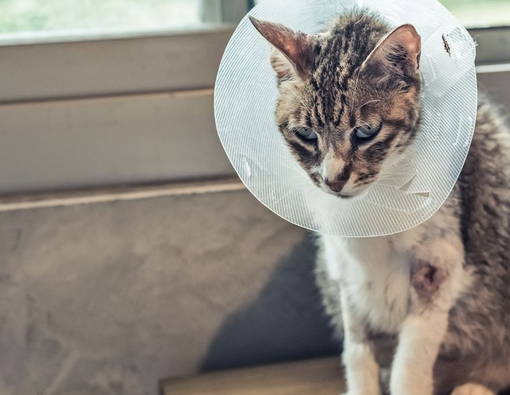 Kucing Stres: Ciri, Penyebab, dan Cara Mengatasinya