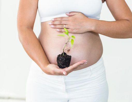 Awas, Rumput Fatimah Bisa Akibatkan Pendarahan Saat Persalinan