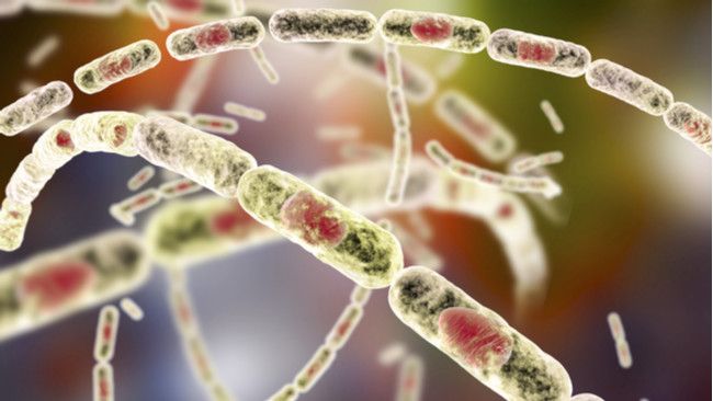 5 Gejala Antraks Ini Wajib Kamu Tahu