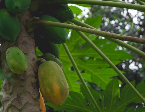 Makan Bunga Pepaya Berlebihan Berisiko bagi Kesehatan, Benarkah?