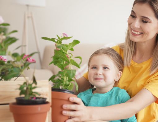 5 Manfaat Sehat Meletakkan Tanaman di Dalam Ruangan