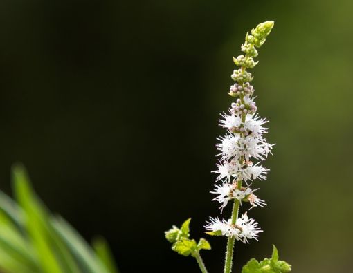 Manfaat dan Efek Samping Black Cohosh untuk Wanita Menopause