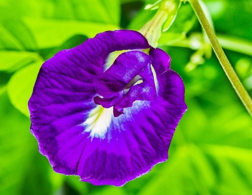 Efektifkah Bunga Telang untuk Mengatasi Rambut Rontok?