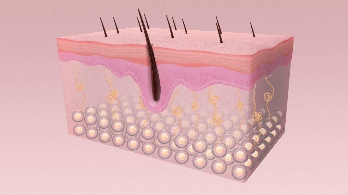 Mengenal Struktur Kulit Manusia