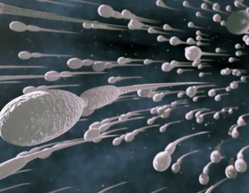 Tingkatkan Kualitas Sperma dengan Makan Kacang