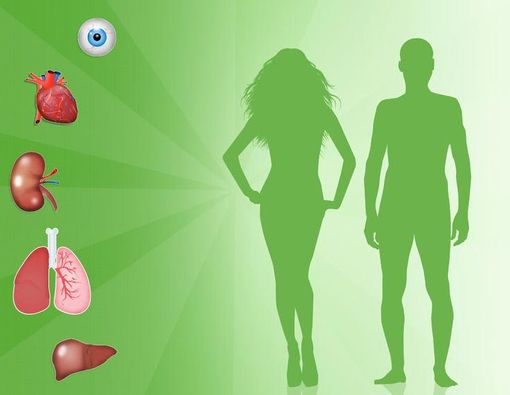 5 Organ Tubuh Manusia yang Bisa Didonorkan