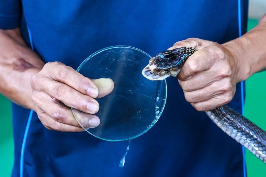 Obati Gigitan Ular dengan Antibisa Ular