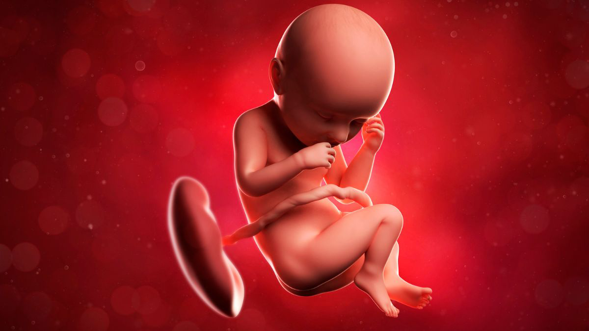 Serba-Serbi Plasenta yang Harus Diketahui Ibu Hamil