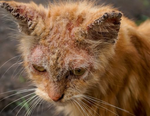 Benarkah Skabies Hewan Bisa Menular ke Manusia?