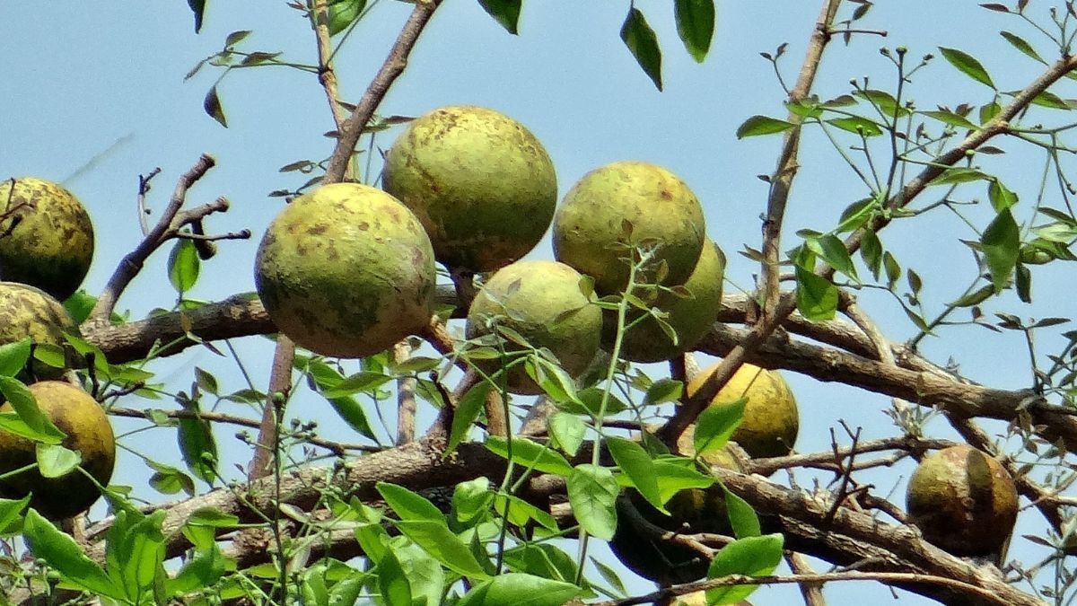 Manfaat Buah Kawista untuk Kesehatan
