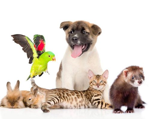 6 Penyakit yang Bisa Ditularkan Hewan Peliharaan