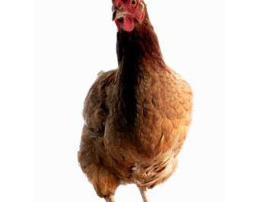 Hongkong DIlanda Kepanikan Flu Burung