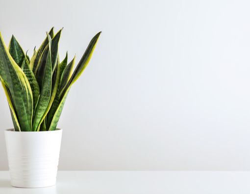 Daftar Tanaman Pengusir Stres untuk Anda