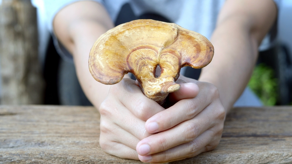 Manfaat Jamur Lingzhi untuk Kesehatan Tubuh