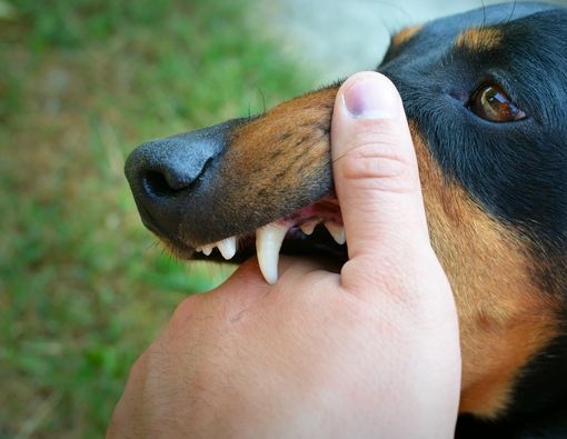 Jangan Panik! Kenali Rabies dan Pertolongan Pertama Saat Digigit Hewan Liar