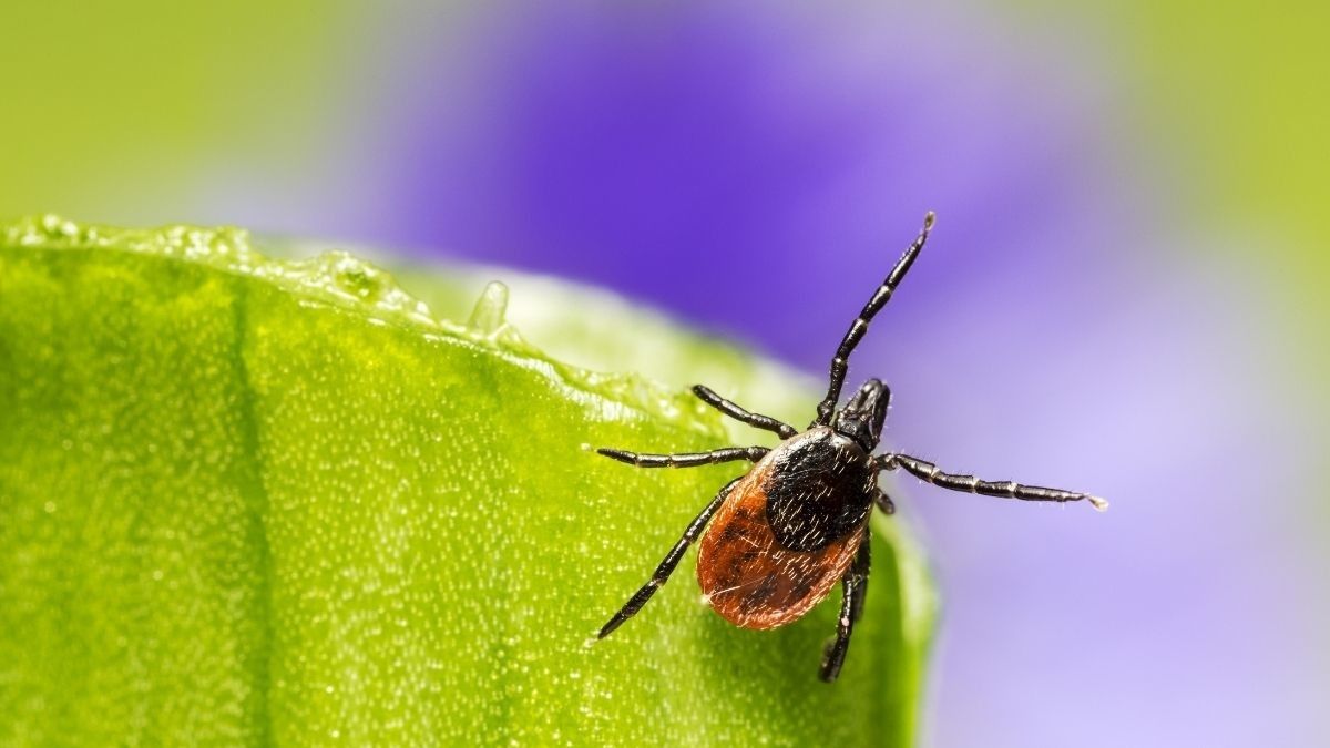 Bentol Tak Kunjung Hilang? Waspada Infeksi Caplak