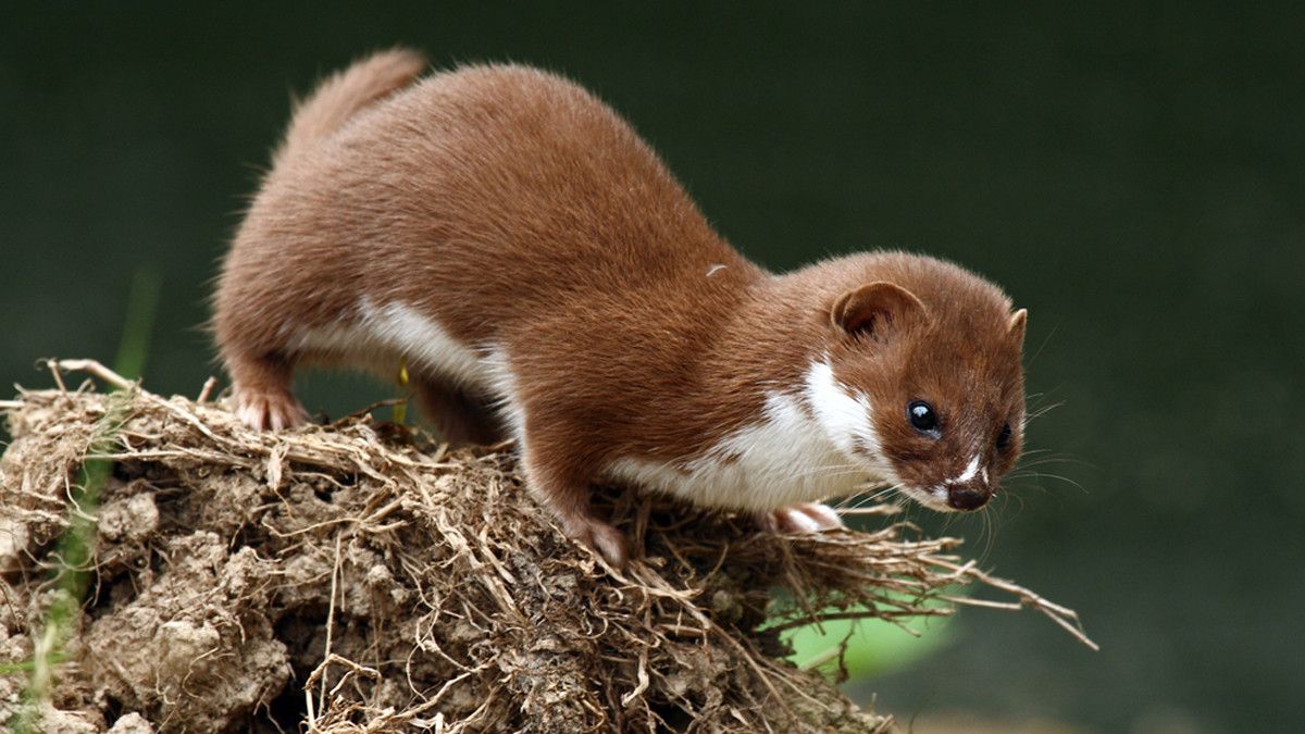 Awas, Virus Corona Bisa Bermutasi dan Menular dari Cerpelai!