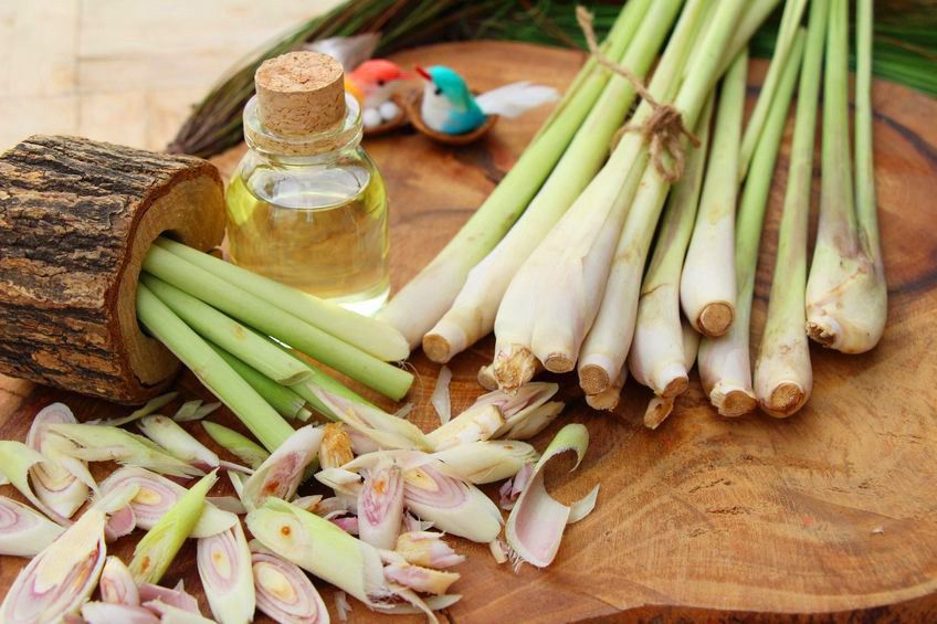 Sereh, Bahan Alami untuk Mengusir Serangga
