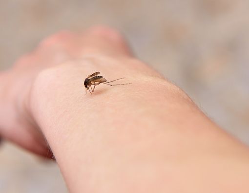 Alasan Mengapa Nyamuk Gemar Menggigit Anda