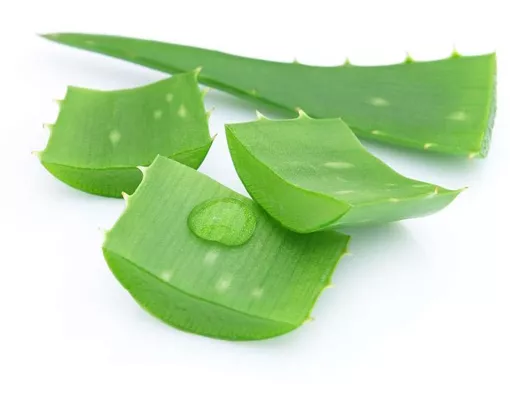Lidah Buaya, si Hijau untuk Atasi Nyeri Sendi