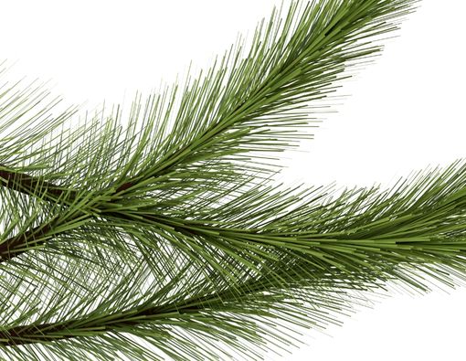 Mengenal Soda Pinus: Sejarah, Cara Membuat, dan Kandungan Gizinya