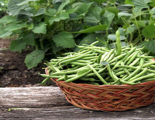 Manfaat Buncis untuk Kesehatan Anak